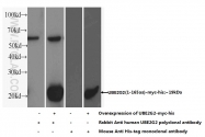 10722-1-AP - UBE2G2
