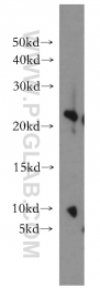 15685-1-AP - UBE2H
