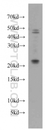 15685-1-AP - UBE2H