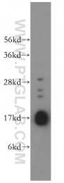 14837-1-AP - UBC9 / UBE2I