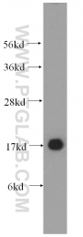 14837-1-AP - UBC9 / UBE2I