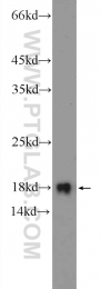 14415-1-AP - UBE2L3 / UBCH7