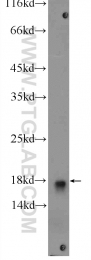 14415-1-AP - UBE2L3 / UBCH7