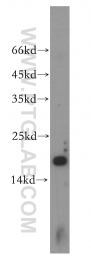 14415-1-AP - UBE2L3 / UBCH7