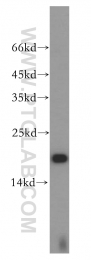 14415-1-AP - UBE2L3 / UBCH7