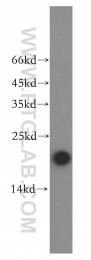 14415-1-AP - UBE2L3 / UBCH7