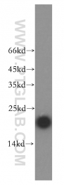 14415-1-AP - UBE2L3 / UBCH7