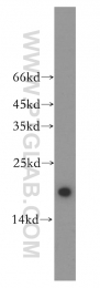14415-1-AP - UBE2L3 / UBCH7