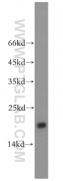 14415-1-AP - UBE2L3 / UBCH7