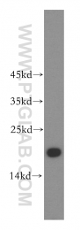 14415-1-AP - UBE2L3 / UBCH7