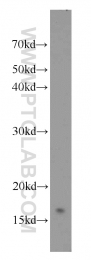 10243-1-AP - UBE2N / BLU