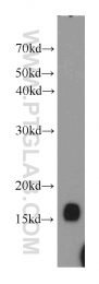 10243-1-AP - UBE2N / BLU