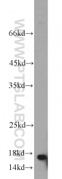 10243-1-AP - UBE2N / BLU