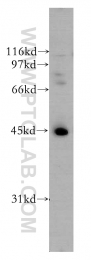 12581-1-AP - UBE2Q2
