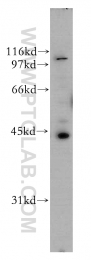 12581-1-AP - UBE2Q2