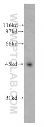 12581-1-AP - UBE2Q2