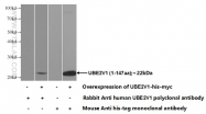 10207-2-AP - UBE2V1 / CROC1