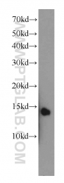 14100-1-AP - UBL3 / MUB