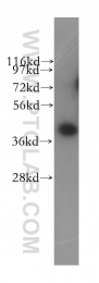 11564-1-AP - UBL7 / SB132