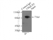 13568-1-AP - Ubiquilin-3 (UBQLN3)