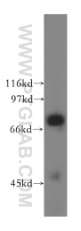 13568-1-AP - Ubiquilin-3 (UBQLN3)