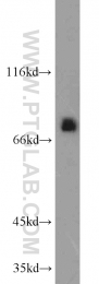 23372-1-AP - Ubiquilin-3 (UBQLN3)