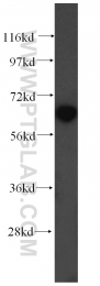 16400-1-AP - Ubiquilin-like protein