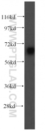 16400-1-AP - Ubiquilin-like protein