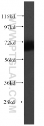 16400-1-AP - Ubiquilin-like protein