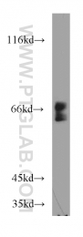 21052-1-AP - UBXN4 / UBXD2