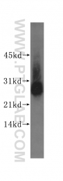 14730-1-AP - UCHL1 / PGP9.5