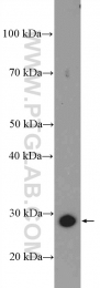 12384-1-AP - UCHL3