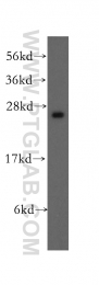 12384-1-AP - UCHL3