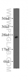 12384-1-AP - UCHL3