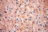 17715-1-AP - ULBP1 / NKG2D ligand 1