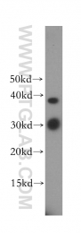 17715-1-AP - ULBP1 / NKG2D ligand 1