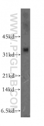 13133-1-AP - ULBP2 / NKG2D ligand 2