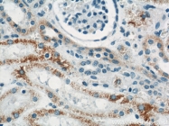 11911-1-AP - Uromodulin (UMOD)