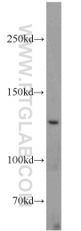 23379-1-AP - UPF1 / RENT1