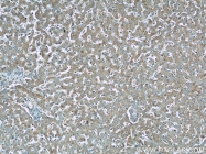 21705-1-AP - UQCRC1 (Complex III subunit core 1)