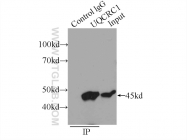 21705-1-AP - UQCRC1 (Complex III subunit core 1)