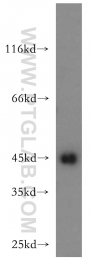21705-1-AP - UQCRC1 (Complex III subunit core 1)