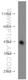 21705-1-AP - UQCRC1 (Complex III subunit core 1)