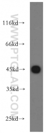 21705-1-AP - UQCRC1 (Complex III subunit core 1)
