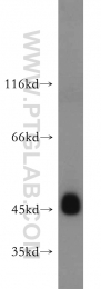 21705-1-AP - UQCRC1 (Complex III subunit core 1)