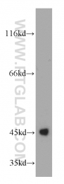 21705-1-AP - UQCRC1 (Complex III subunit core 1)