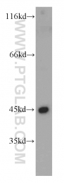 21705-1-AP - UQCRC1 (Complex III subunit core 1)