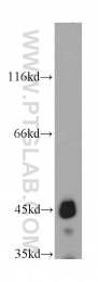 21705-1-AP - UQCRC1 (Complex III subunit core 1)