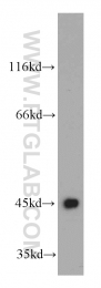 21705-1-AP - UQCRC1 (Complex III subunit core 1)