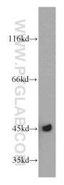 21705-1-AP - UQCRC1 (Complex III subunit core 1)